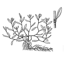 Knotweed Illustration