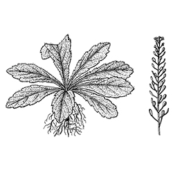 Virginia Peppergrass Illustration