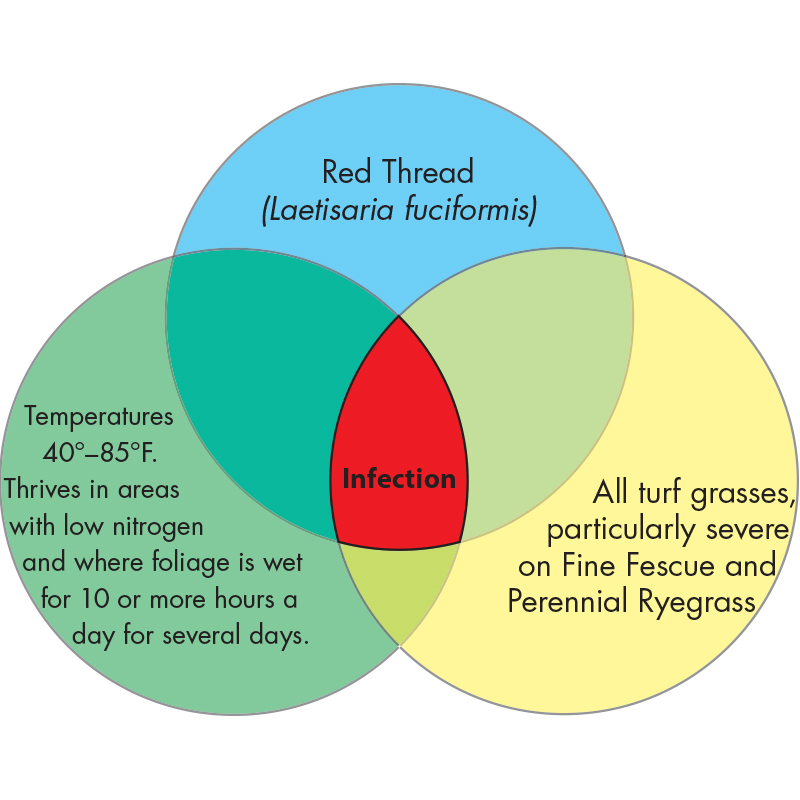 Diagram Image