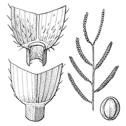 Bull Paspalum Illustration