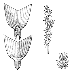 Sandbur Illustration