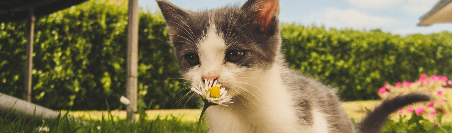 kitten on the lawn