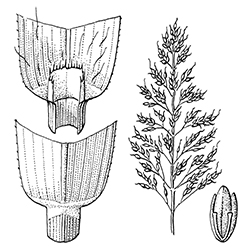 Johnsongrass Illustration