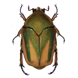 https://tg-cdn-qa.azureedge.net/cdn/ff/YmctwxOMfvNyihoiMcALga09TIyLSxGaJSDRyflbiPs/1574331605/public/images/paragraph/lawn-maintenance-carousel/Green-June-Beetle_Quick-View_315x315.jpg