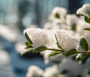 snow on landscaping