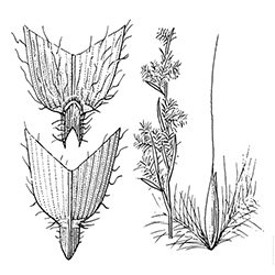 Broomsedge Illustration