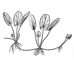 Centella Illustration