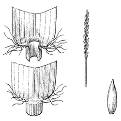 Zoysiagrass Illustration