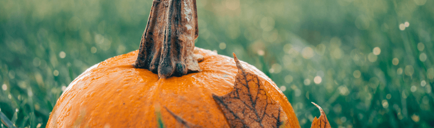 fall pumpkin on a healthy lawn