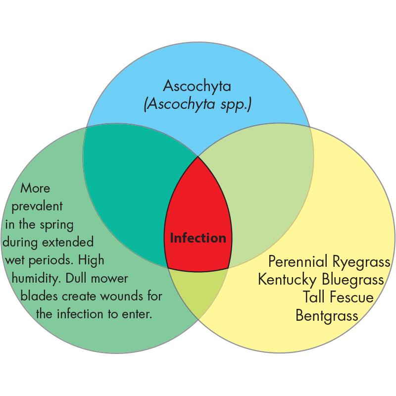 Diagram Image