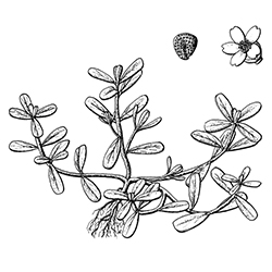 Purslane Illustration