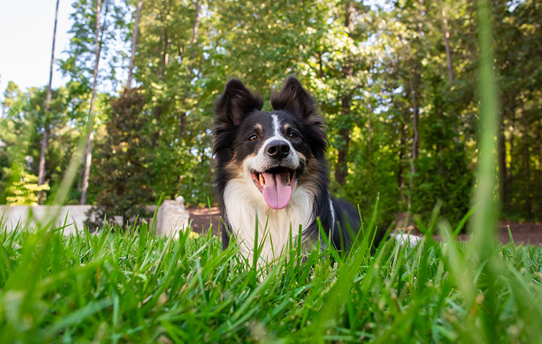 Dog on healthy turf