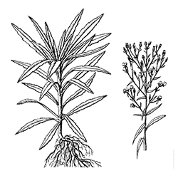 Horseweed Illustration