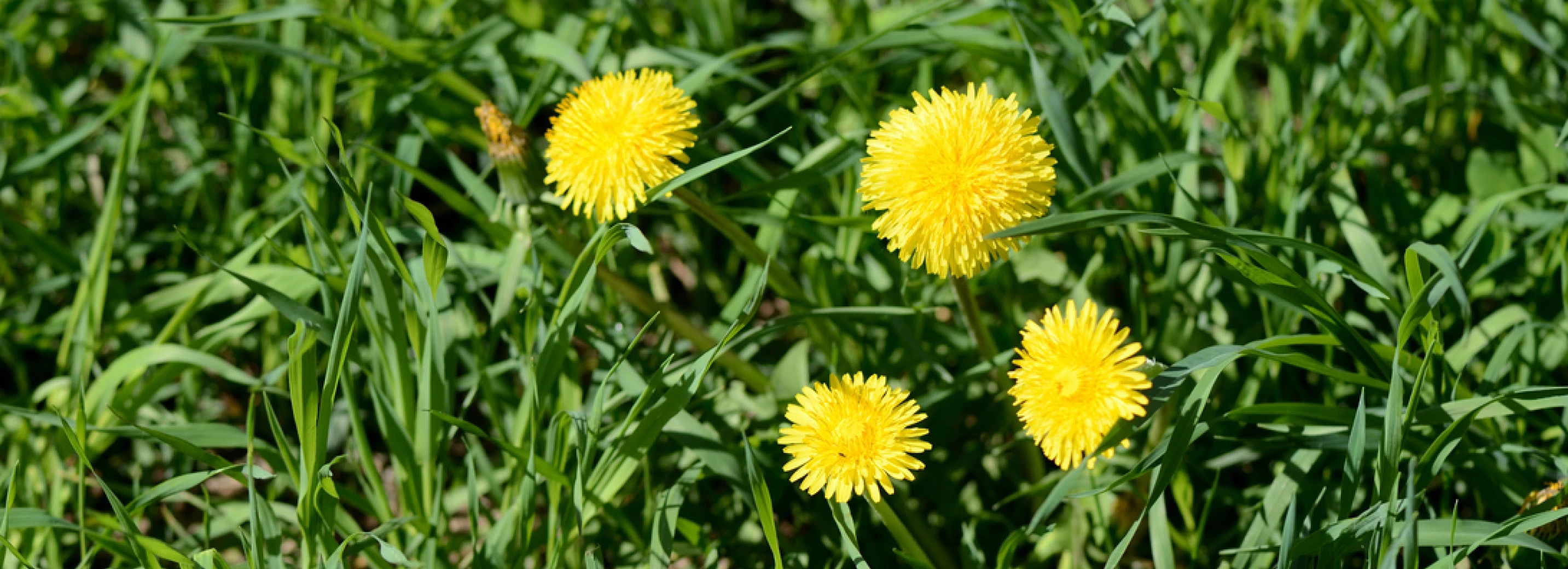 Close-up of yellow dandelion weed flowers in green grass
