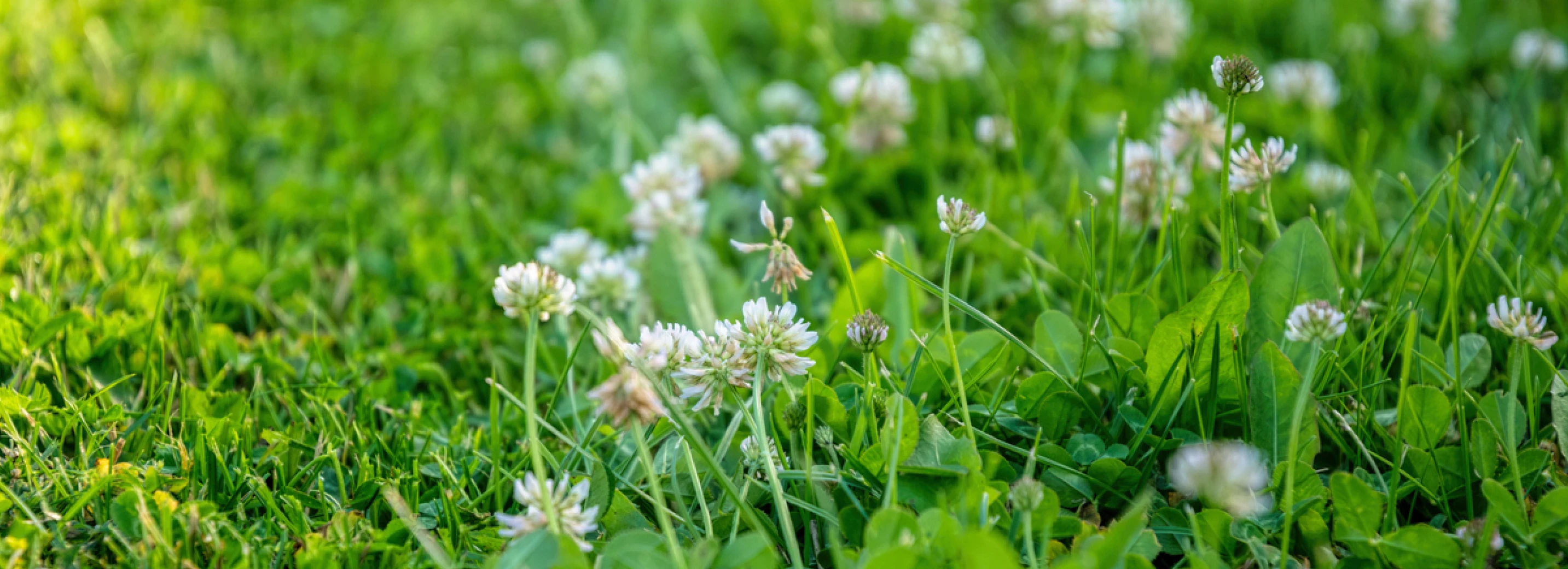 Close-up of clover blooming in a green lawn