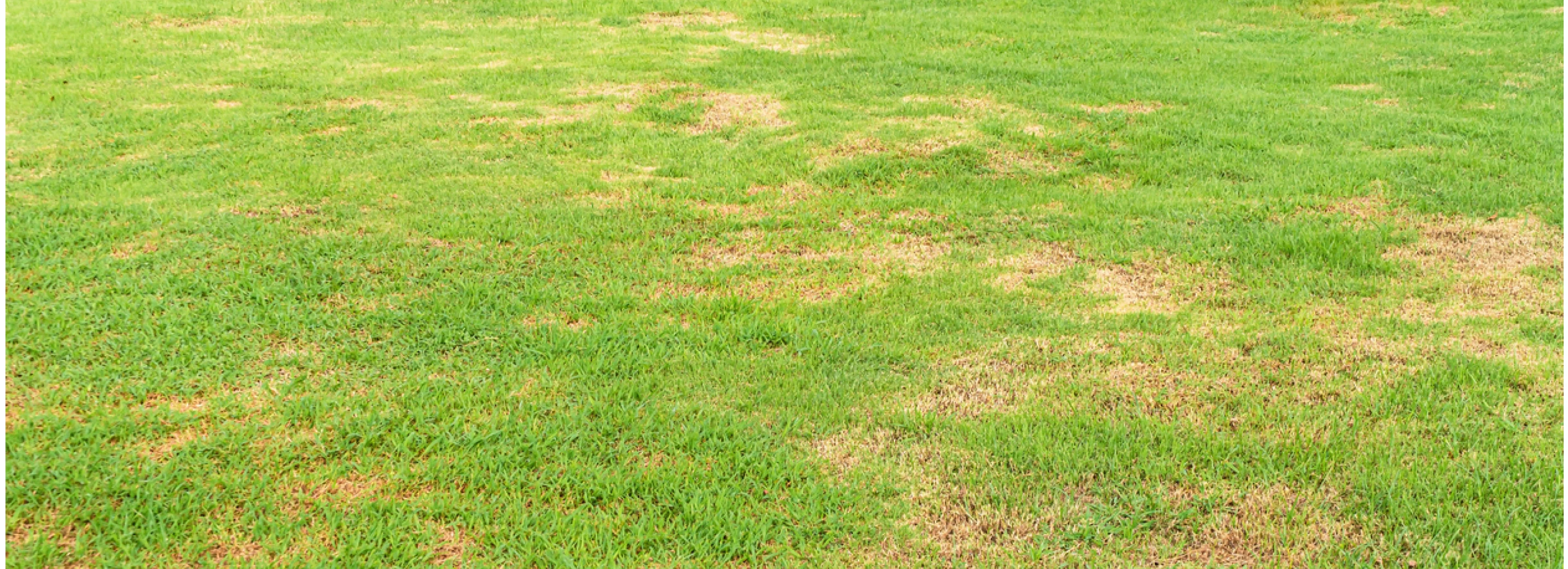 Brown patches on a damaged lawn