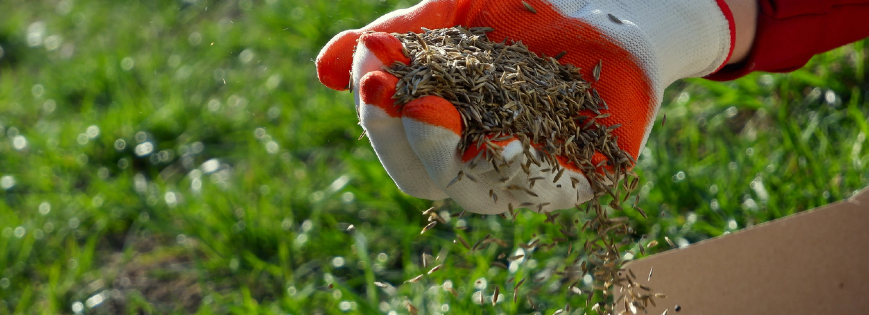 Close up of gloved hand spreading seed on a green lawn