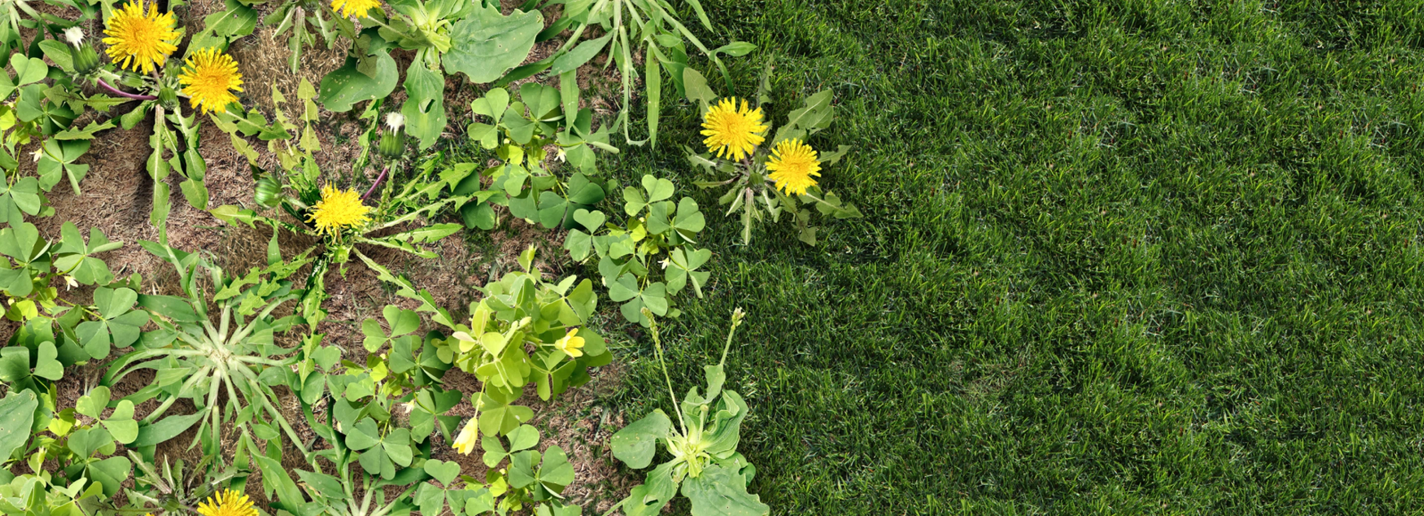 Multiple types of weeds on left side of the image and healthy, green lawn on the right