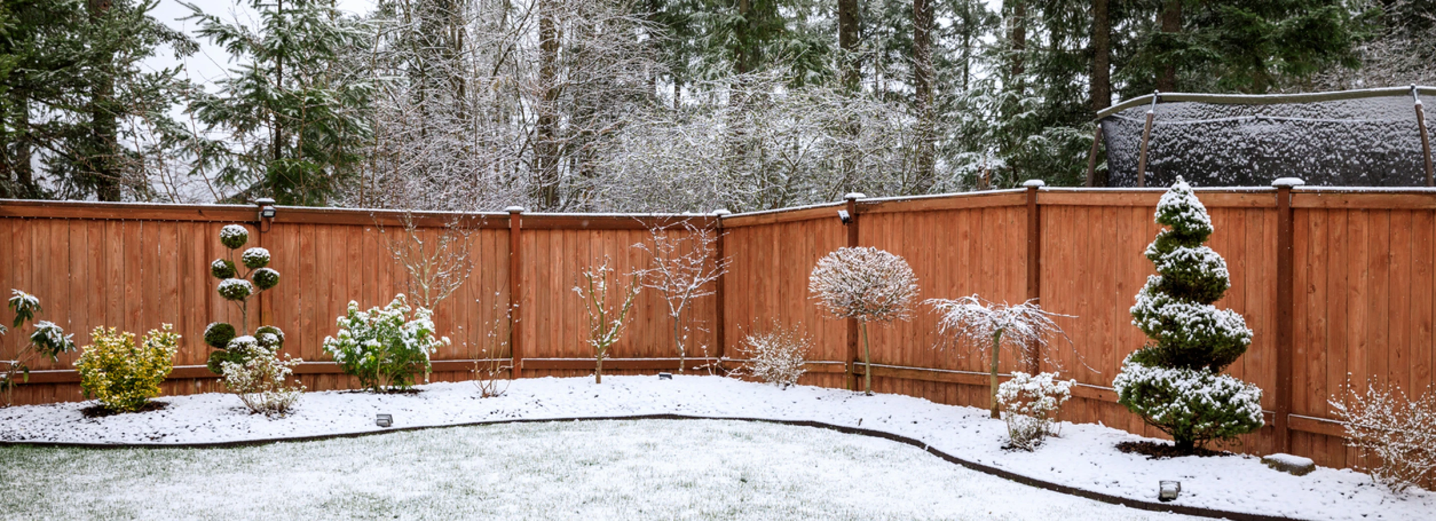 Wintry scene of trees, shrubs and a lawn lightly dusted with snow