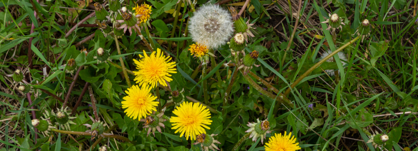 Dandelion weeds in a grassy lawn