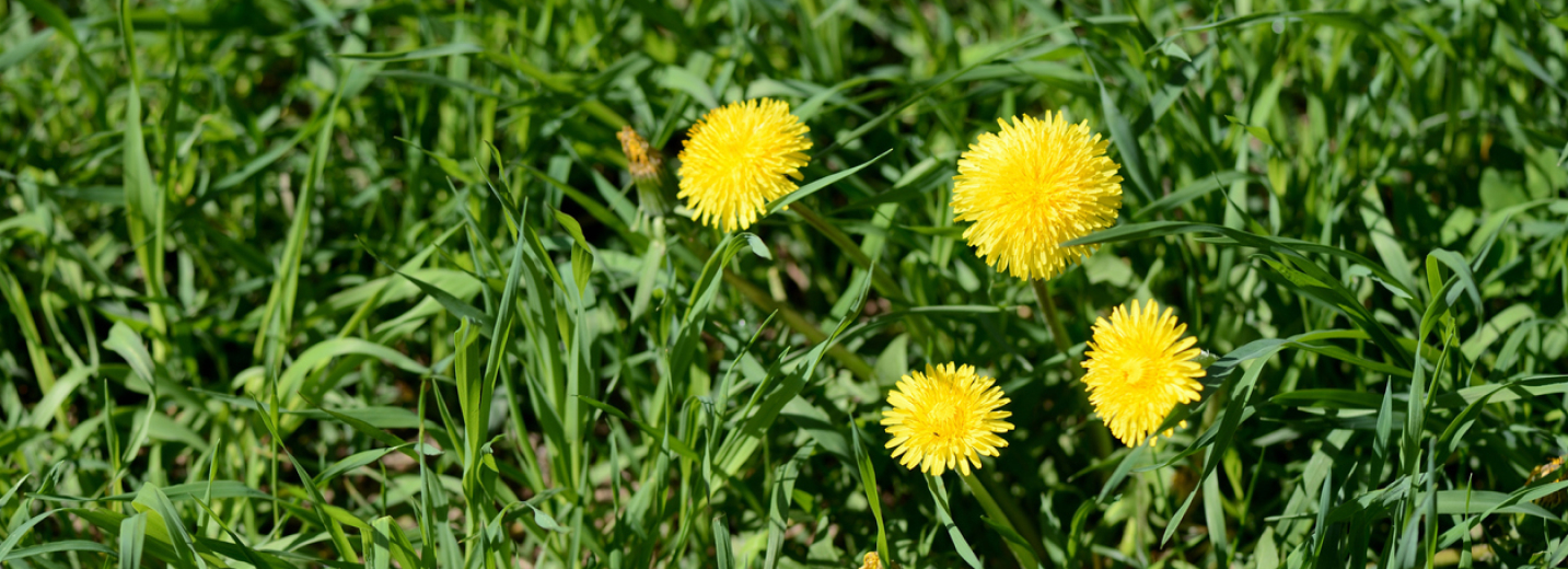 Four yellow dandelion weed flowers sprouting in a lawn