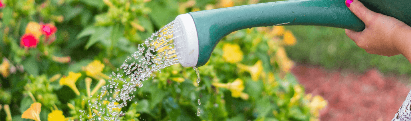Myth Busting: Keeping Your Lawn Well Watered Image