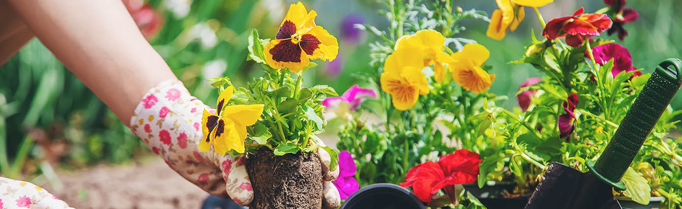 Pet-Safe Gardening: Learn Which Popular Plants Are Toxic to Dogs and Cats Image