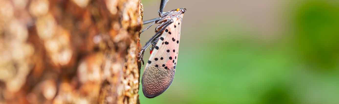 Spotted Lanternflies: What you need to know Image