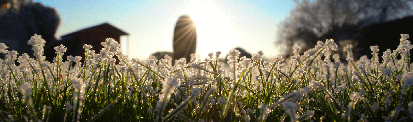 What is Snow Mold Lawn Disease? Image