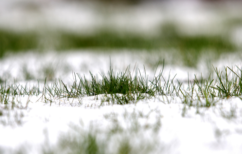 snow on a green lawn