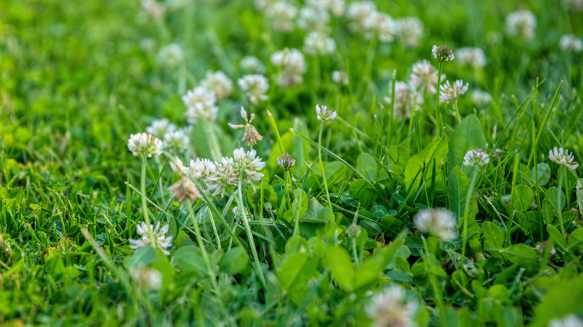 Close-up of clover blooming in a green lawn