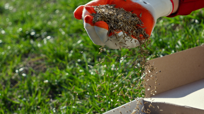 Close up of gloved hand spreading seed on a green lawn