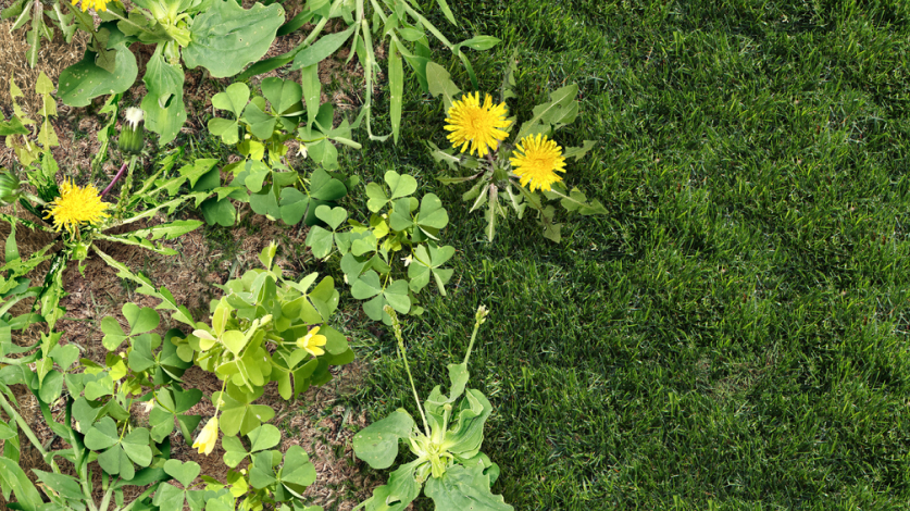 Multiple types of weeds on left side of the image and healthy, green lawn on the right