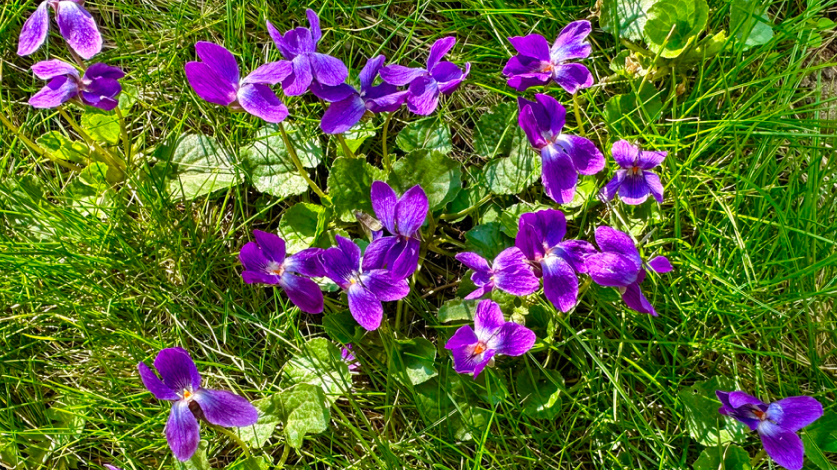 Close-up of wild violets in a lawn