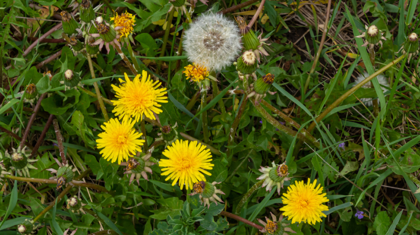 Dandelion weeds in a grassy lawn