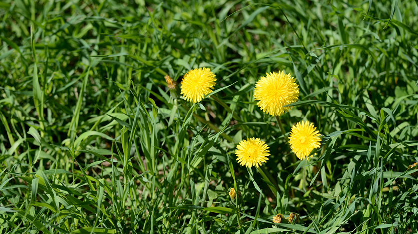 Four yellow dandelion weed flowers sprouting in a lawn