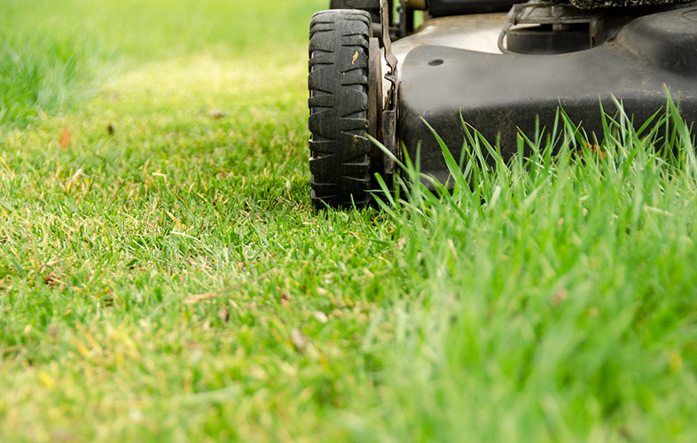 When Should You Last Mow Your Lawn Before Winter