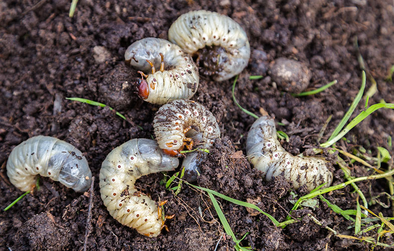 Grubs on the lawn