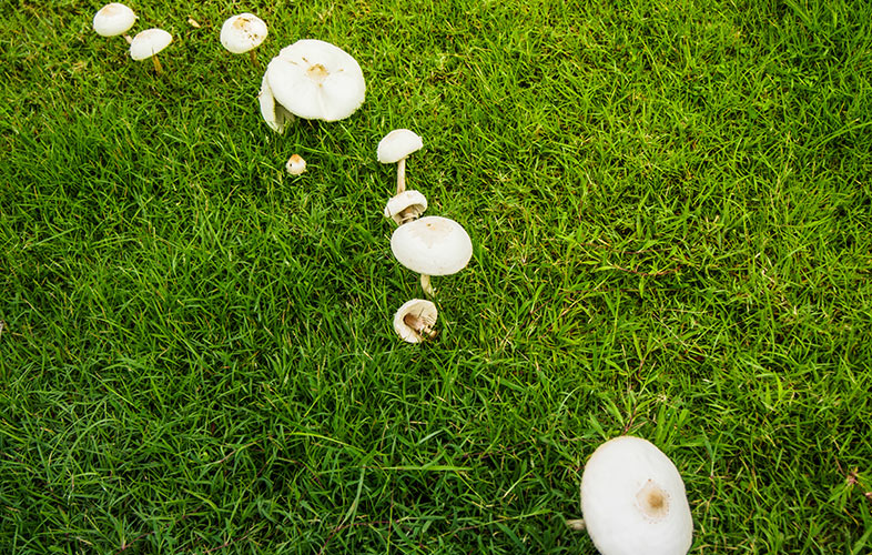 What Causes Lawn Mushrooms and Are They a Problem? TruGreen