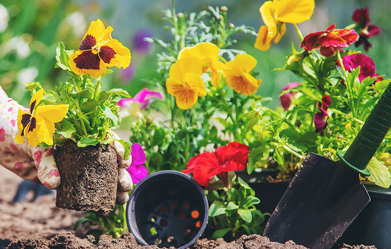 Homeowner planting pansies in their garden