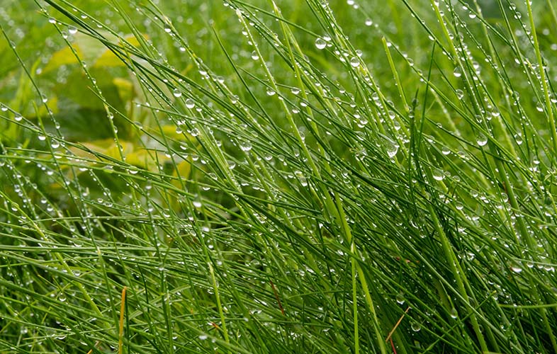 tall grasses