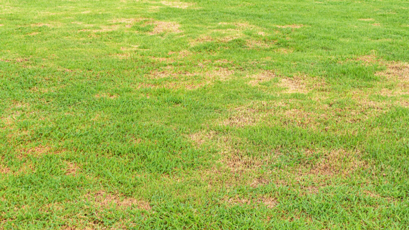 Close-up of brown patch on a lawn