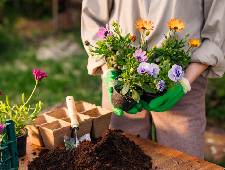 Close-up of someone planting flowers in the spring