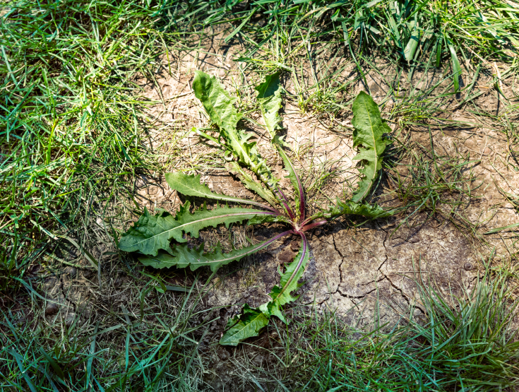 Overhead shot of a weed in an unhealthy lawn