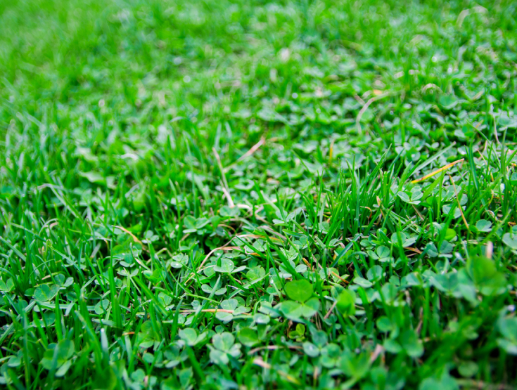 Close-up of clover infiltrating an otherwise healthy lawn