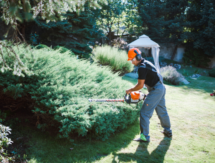Someone pruning a shrub doing landscaping