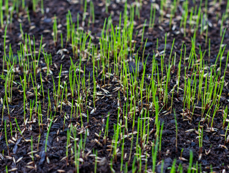 Fresh, new grass sprigs growing from a lawn after overseeding.