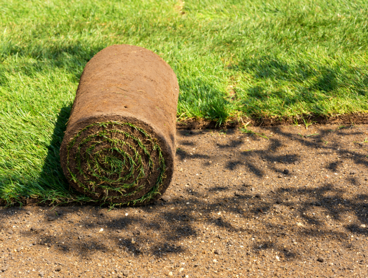 Close up of a sod roll being laid on a lawn instead of grass seed