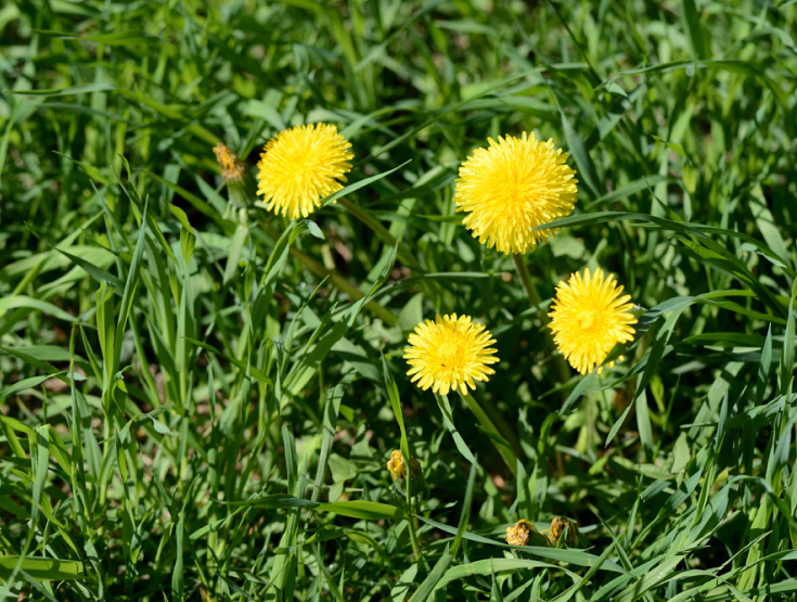Close-up of yellow dandelions in a lawn