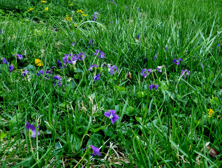 Wild violets in need of control and removal sprinkled throughout a lawn